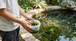 12 Best Pond Algae Removers in 2026