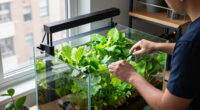 NYC Apartment Aquaponics