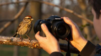Ultraviolet Bird Photography